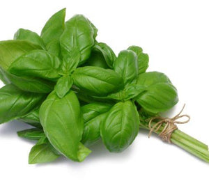 Basil